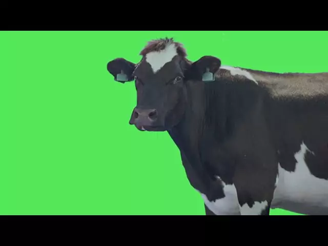 Cow While Eating Green Screen