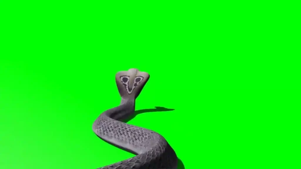 Snake Green Screen Video