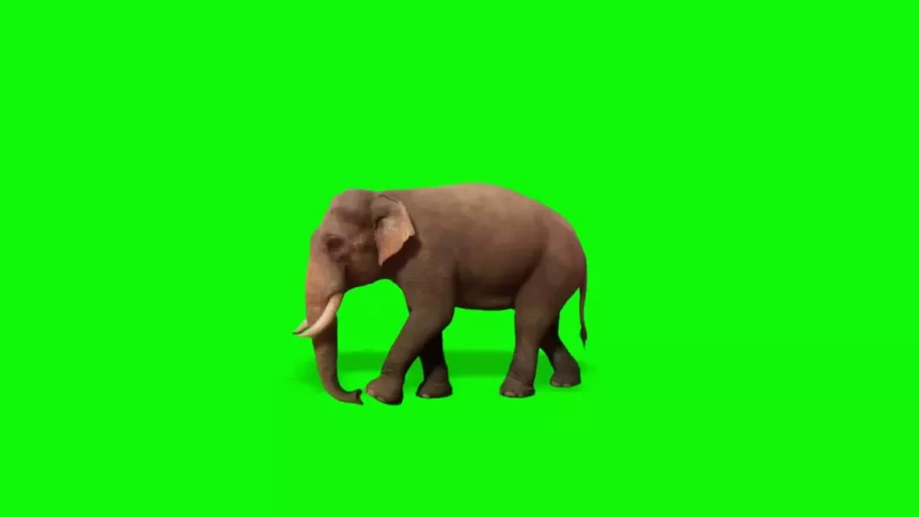 Elephant Green Screen