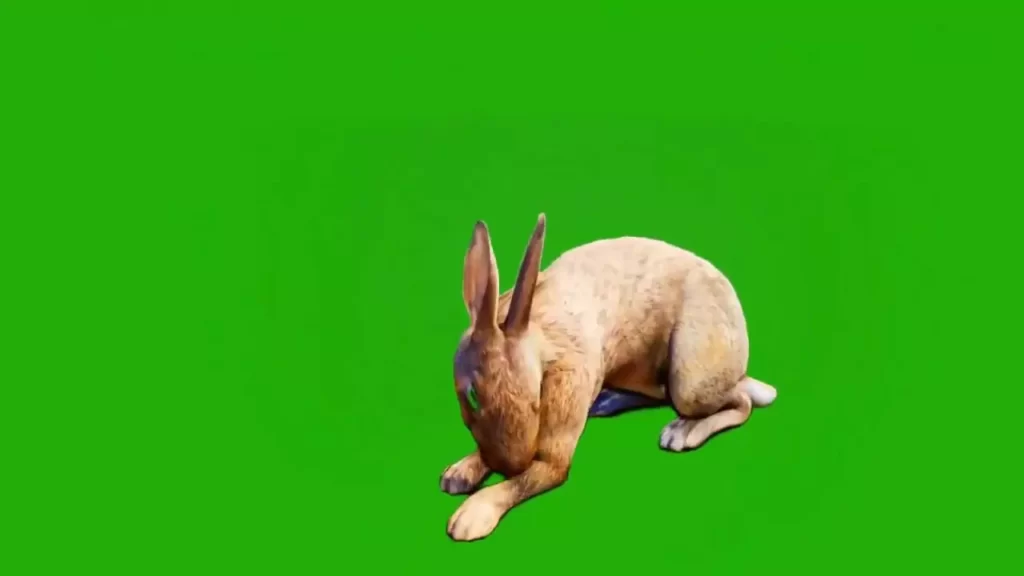 Rabbit Green Screen Video