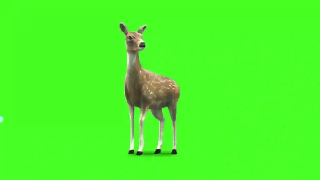 Green Screen Deer Video
