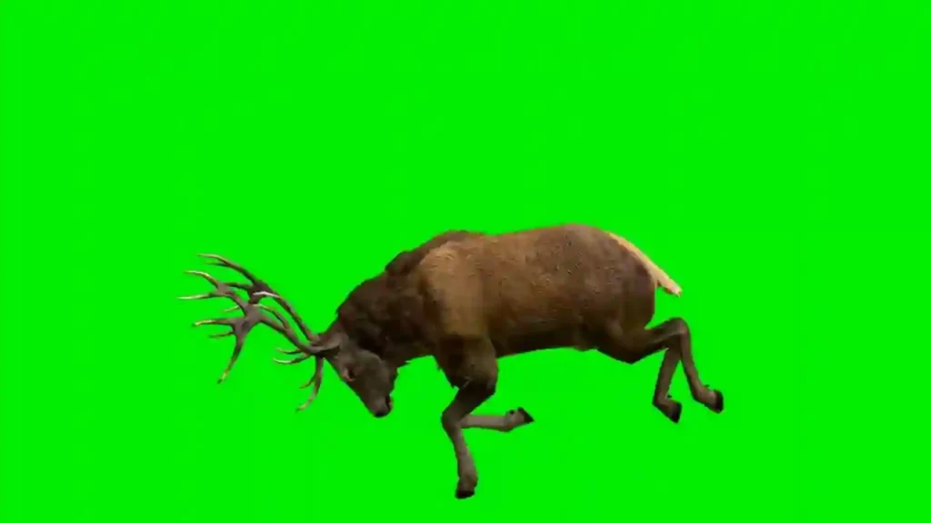 Deer Running Green Screen 