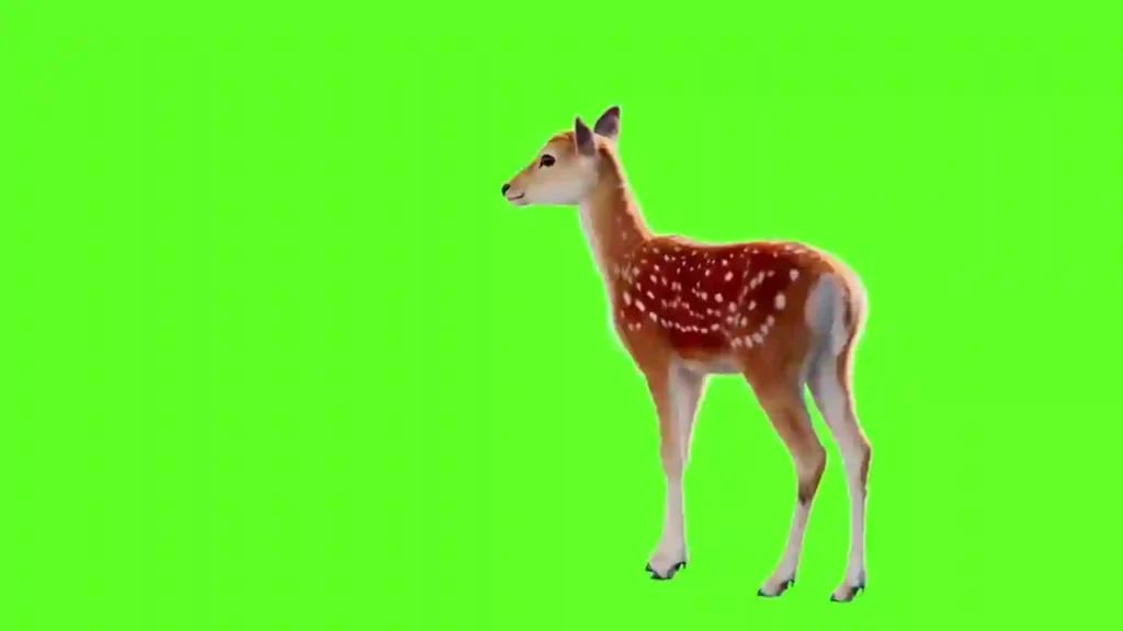 Green Screen Deer