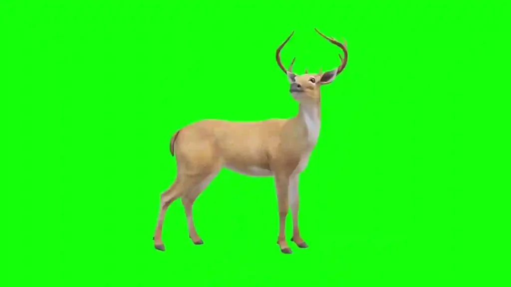 Deer Green Screen Video