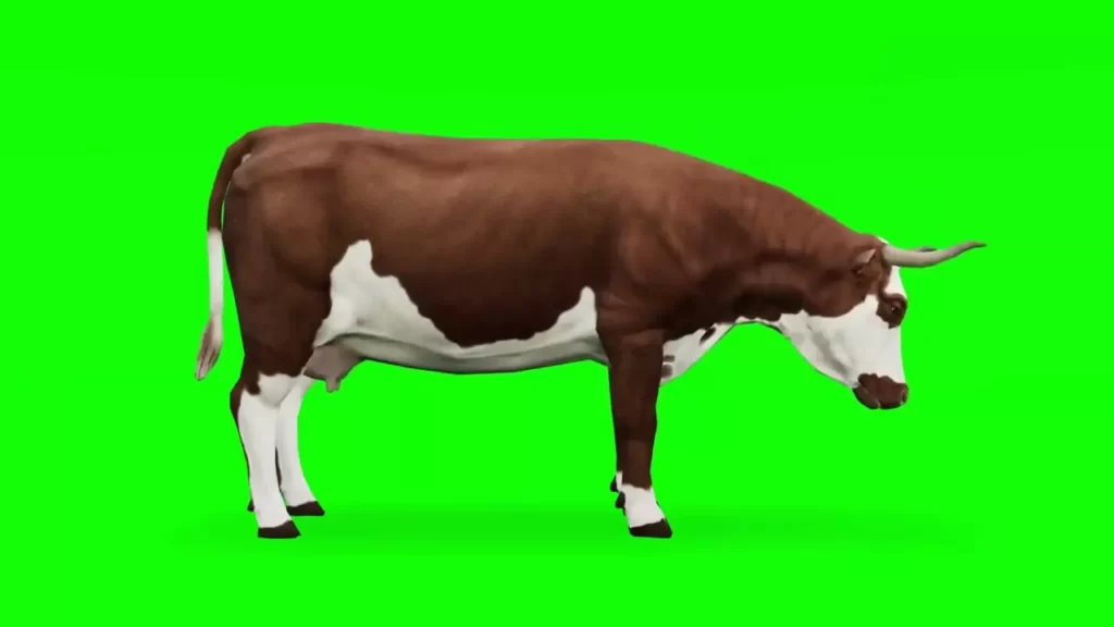 Standing Brown Cow Green Screen