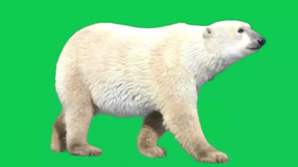 Polar Bear Green Screen