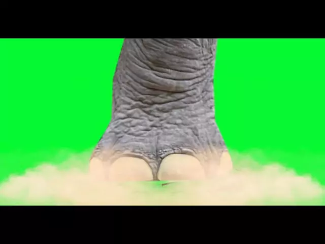 Elephant Green Screen