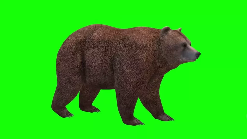 Bear Green Screen