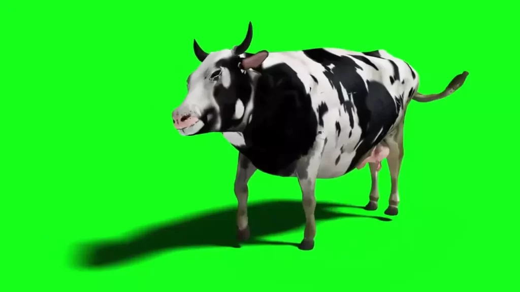 Black And White Walking Cow Green Screen Video