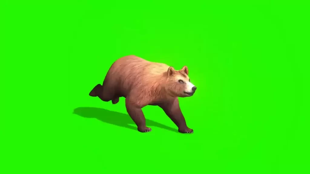Bear Walking Green Screen