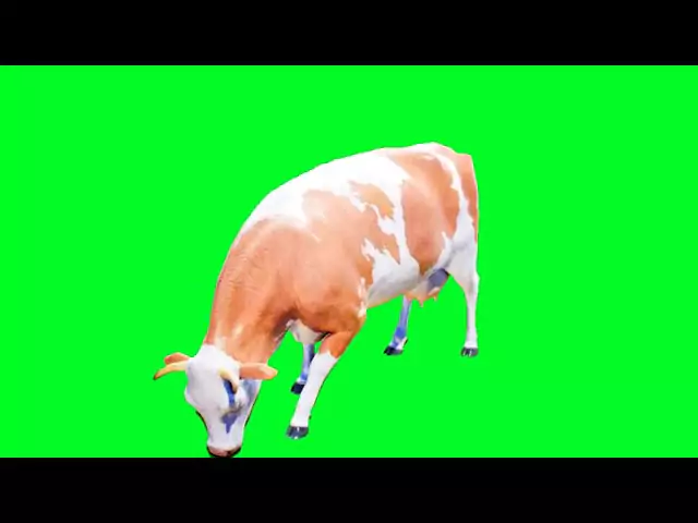 Standing Cow Green Screen