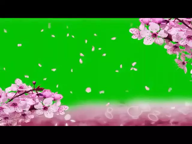 Cherry Blossom Falling Green Screen