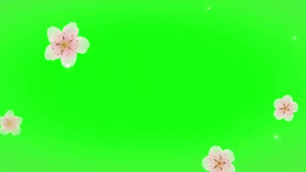 Green Screen Cherry Blossom