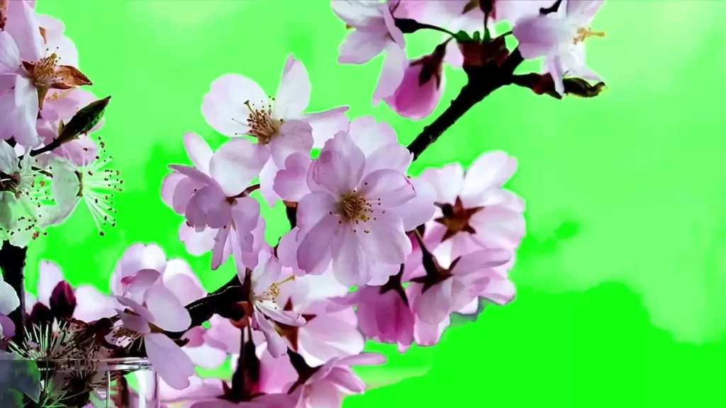 Cherry Blossom Green Screen