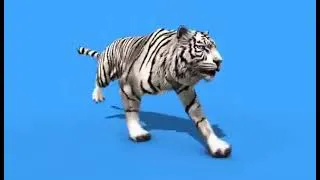 White tiger green screen