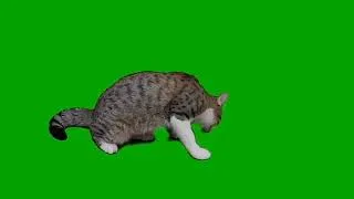 cat green screen

