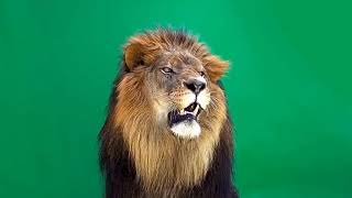 lion on green screen

