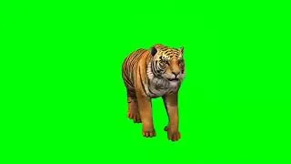 tiger in green screen
