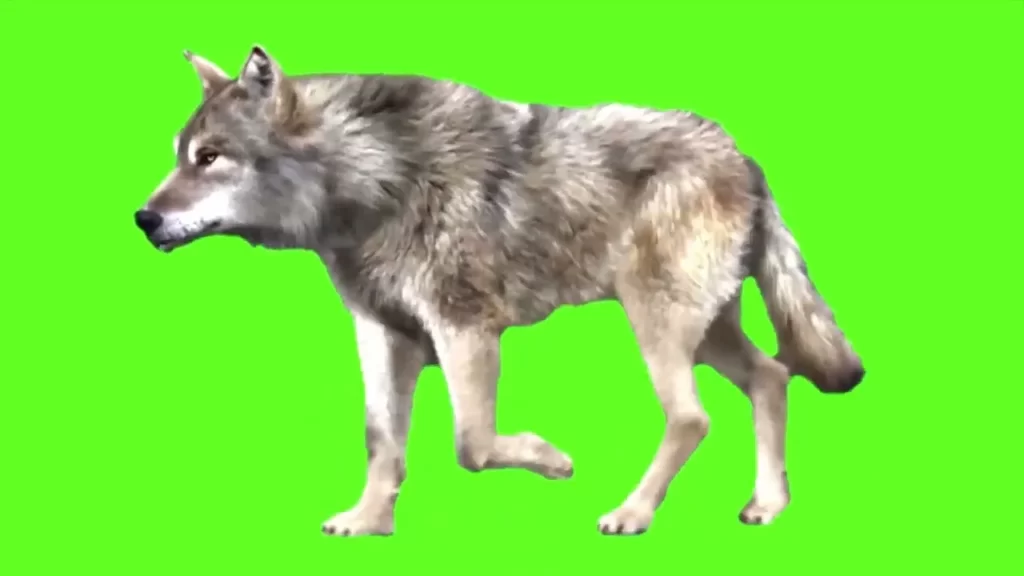 wolf running green screen
