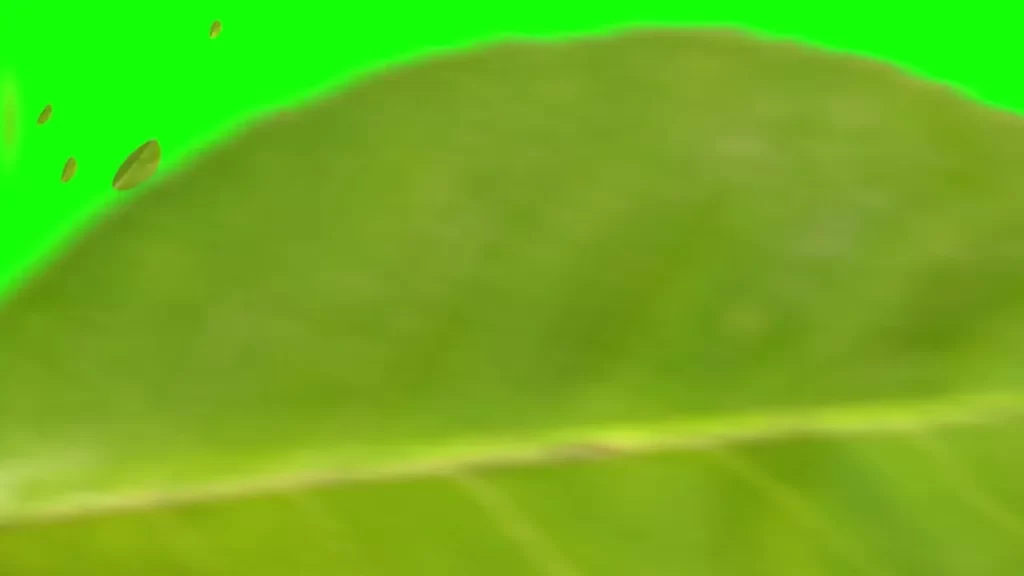 Leaf green screen