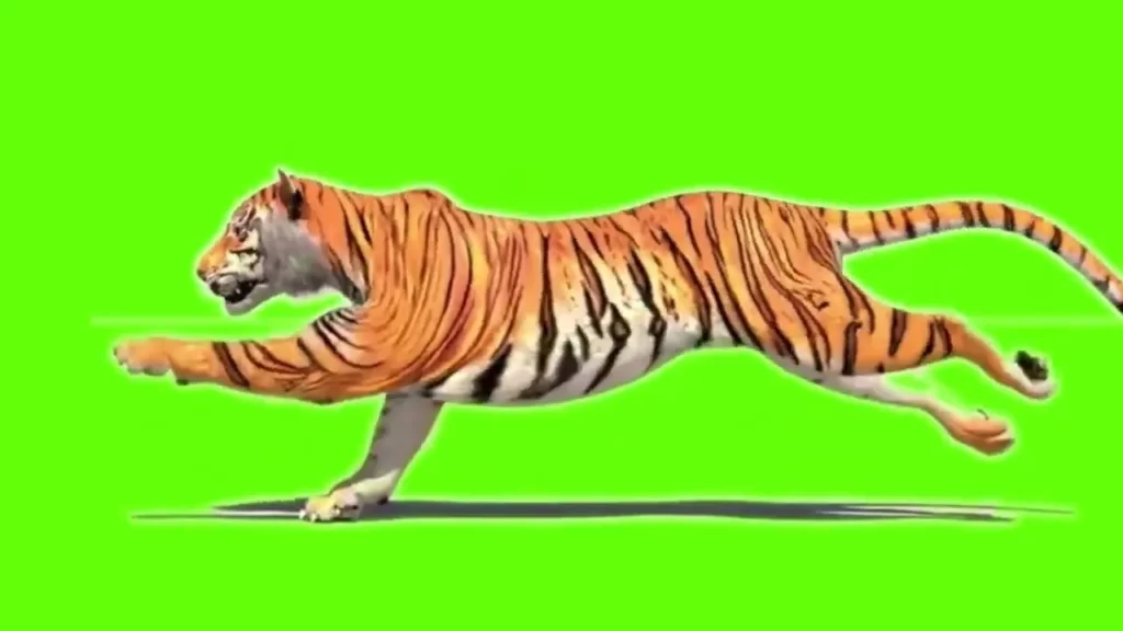 green screen video tiger
