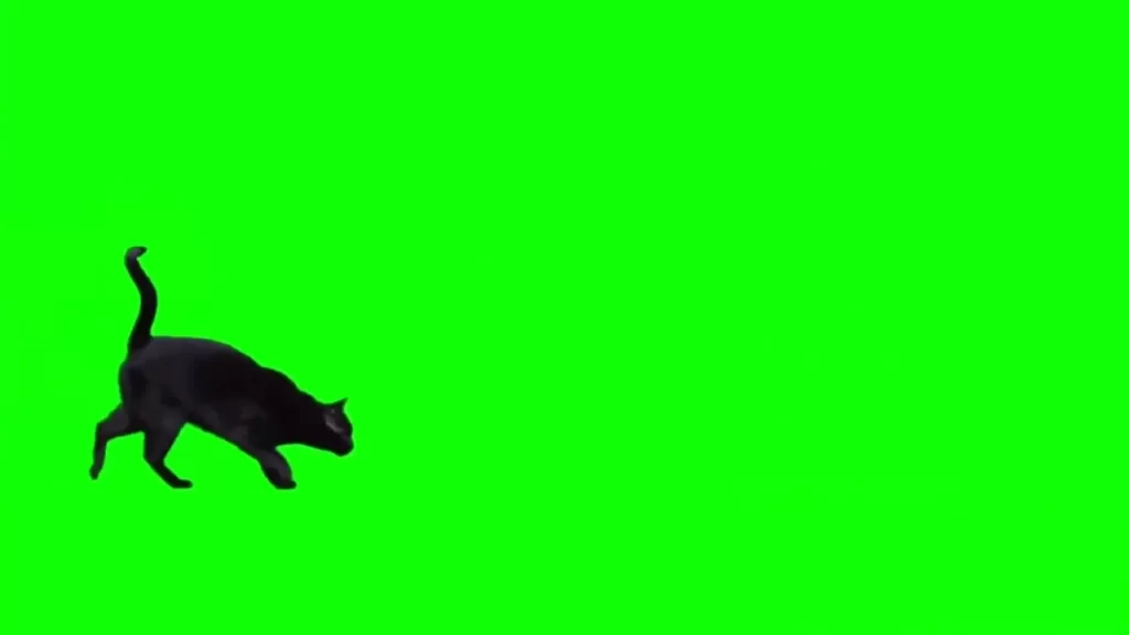 black cat green screen
