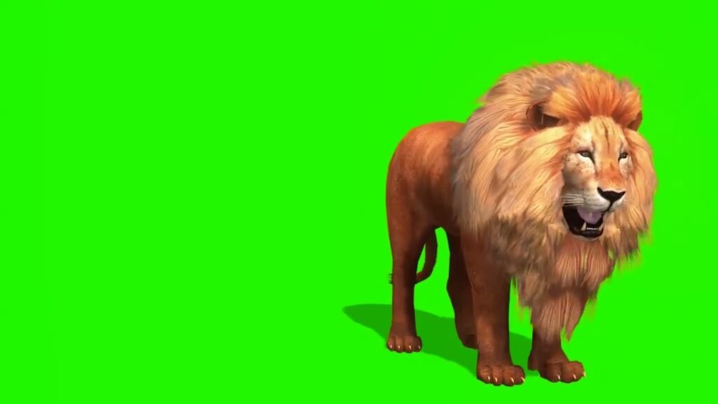 green screen lion video
