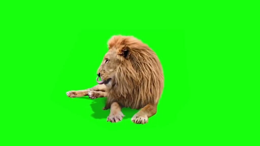lion green screen video

