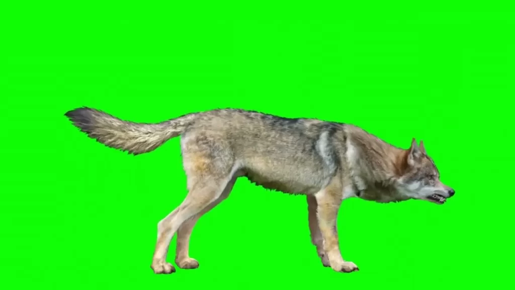 wolf green screen
