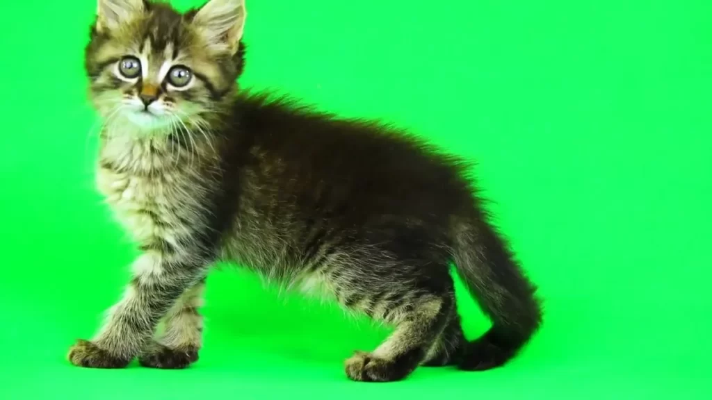 cat walking green screen
