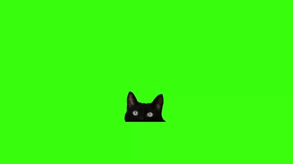 black cat green screen