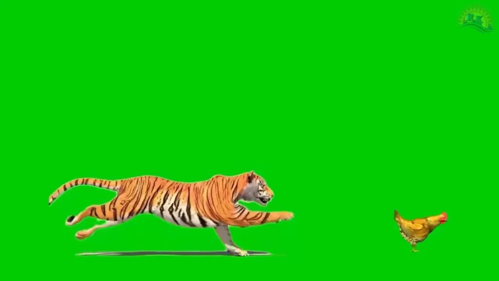 tiger vfx green screen
