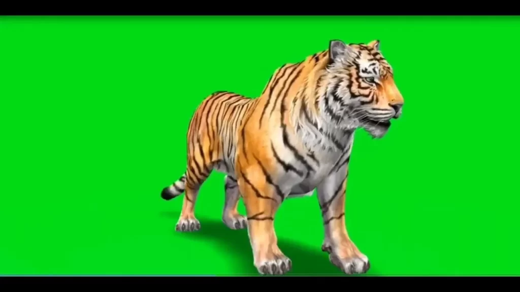 green screen tiger video
