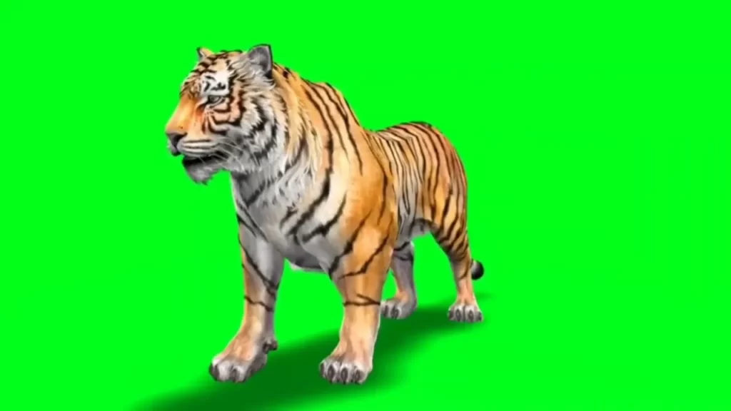 tiger green screen
