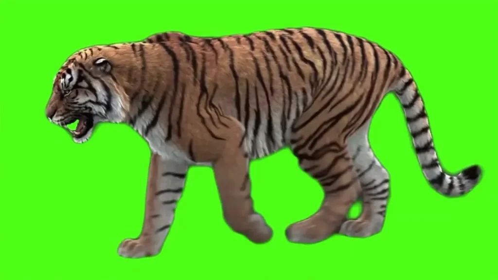 Tiger 3D green screen
