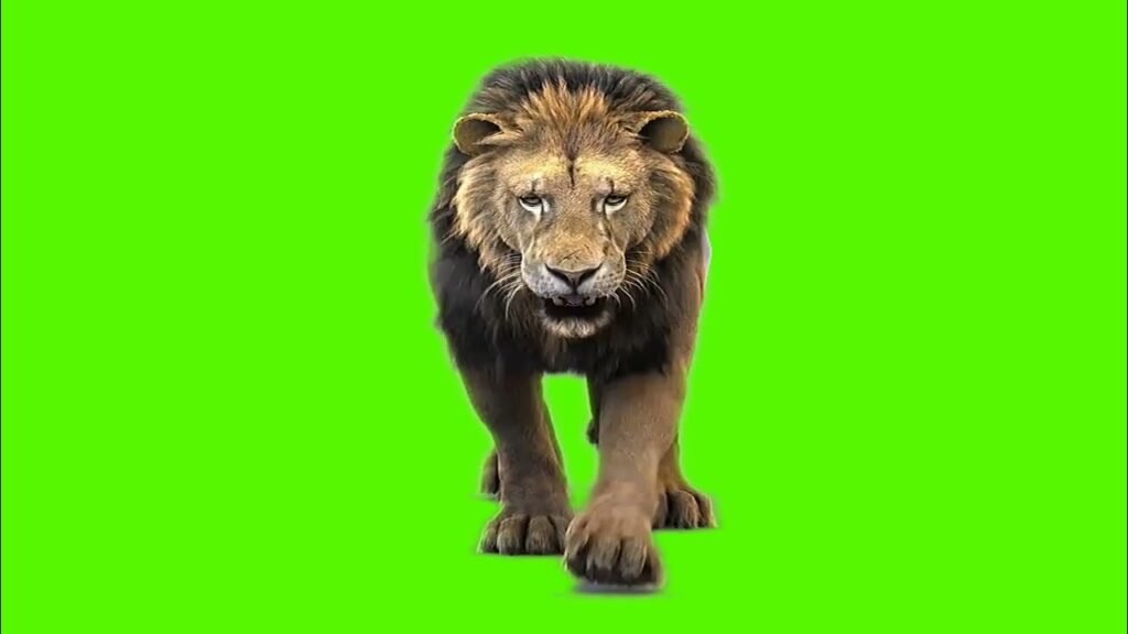 lion on green screen
