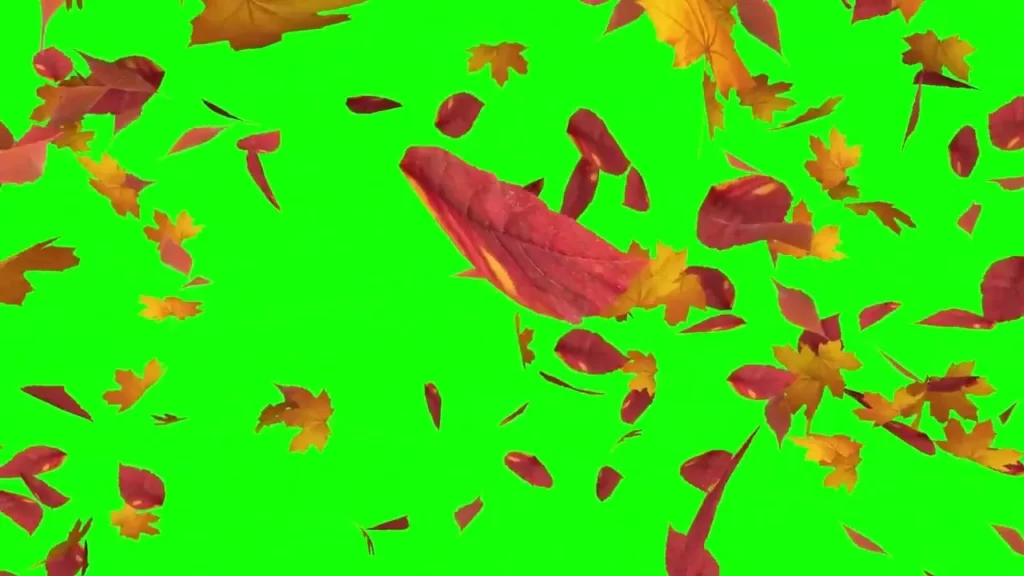 Leaf Falling Green Screen