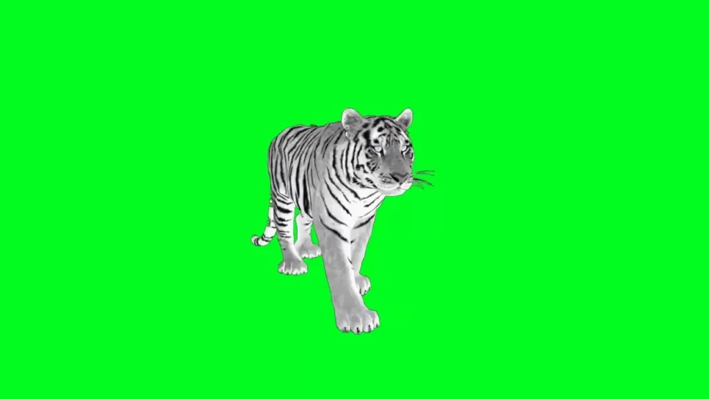 White tiger green screen