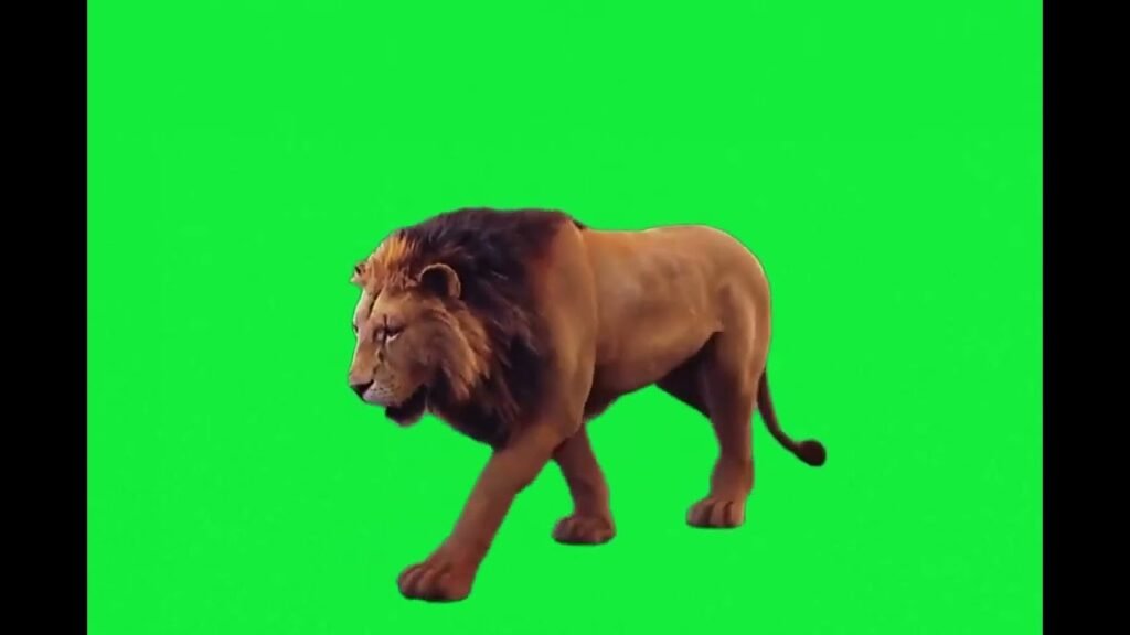 lion walking green screen
